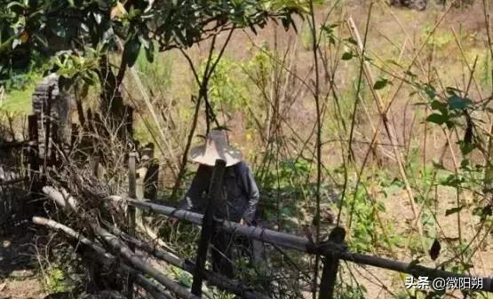 阳朔各大景点哪个最值得玩,阳朔最值得去的是哪些景点