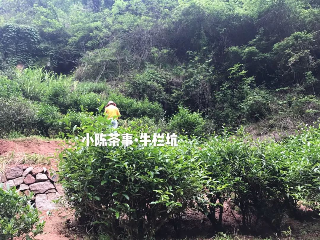 普洱茶古树茶小众山头,普洱茶古树茶与台地茶的区别在哪