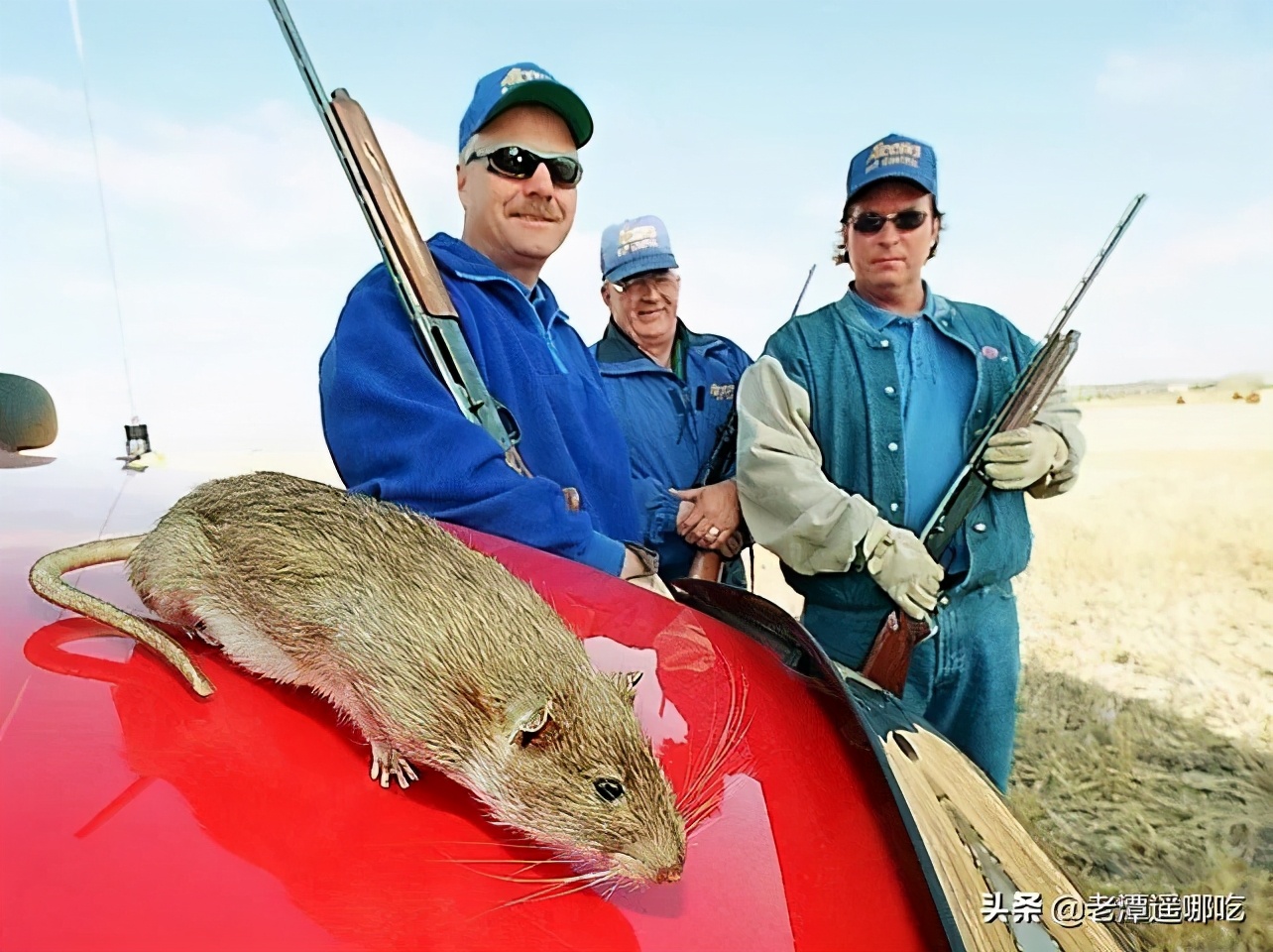 加拿大哪个城市老鼠最多,加拿大没有老鼠的地方