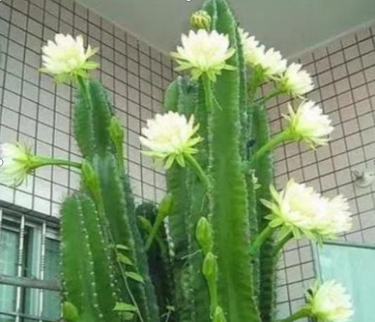 什么植物净化空气吸尘,室内净化空气吸尘最佳植物