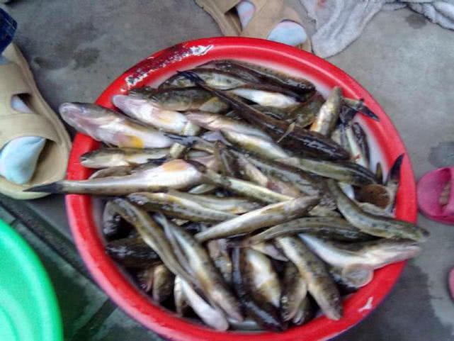 盐沟里钓“光鱼”，体形似胡萝卜，有点虎头蛇尾的感觉