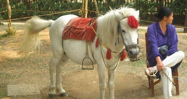 白龙马惨死最后怎么解决的,白龙马惨死事件