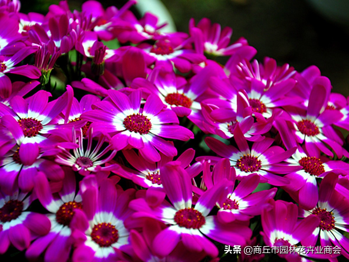 瓜叶菊开花后需要修剪吗,瓜叶菊花开完后怎么处理