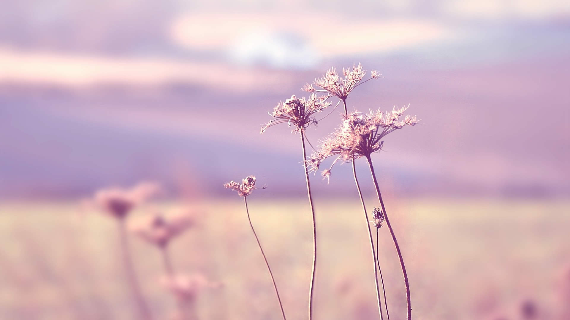 加盟被骗了钱怎么追回来,加盟被骗怎么退钱