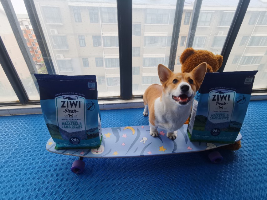 新手养狗指南养狗必备的13件用品,新手铲屎官养狗推荐