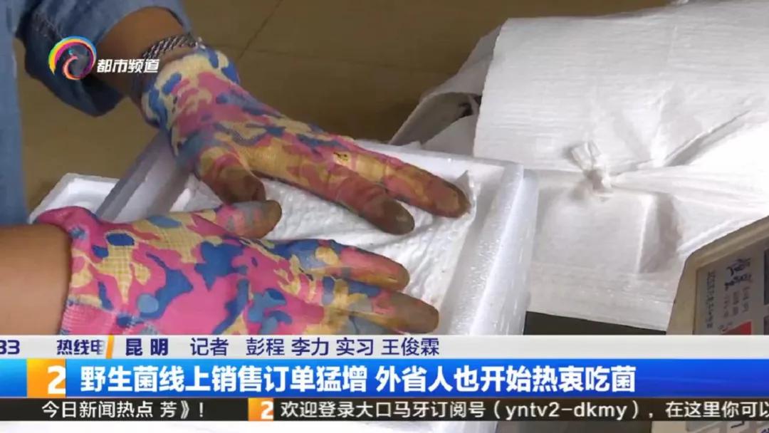 云南菌子交易市场直播,专门卖菌子直播