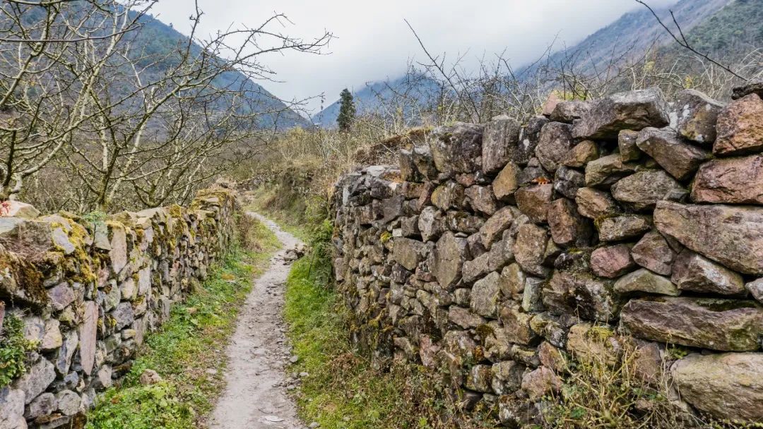 飞鸟和蝉是中国原创歌曲吗,《飞鸟和蝉》原唱