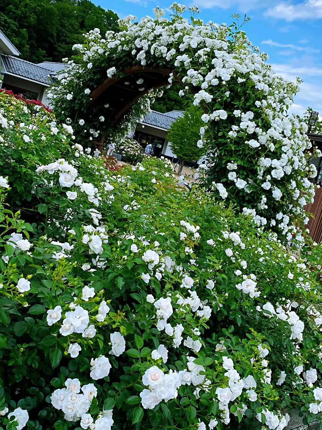 日本疫情举行聚会,日本民众疫情聚会