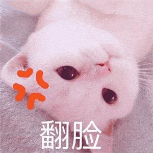 可爱小猫表情包搞笑图片,开心表情包可爱搞笑图片
