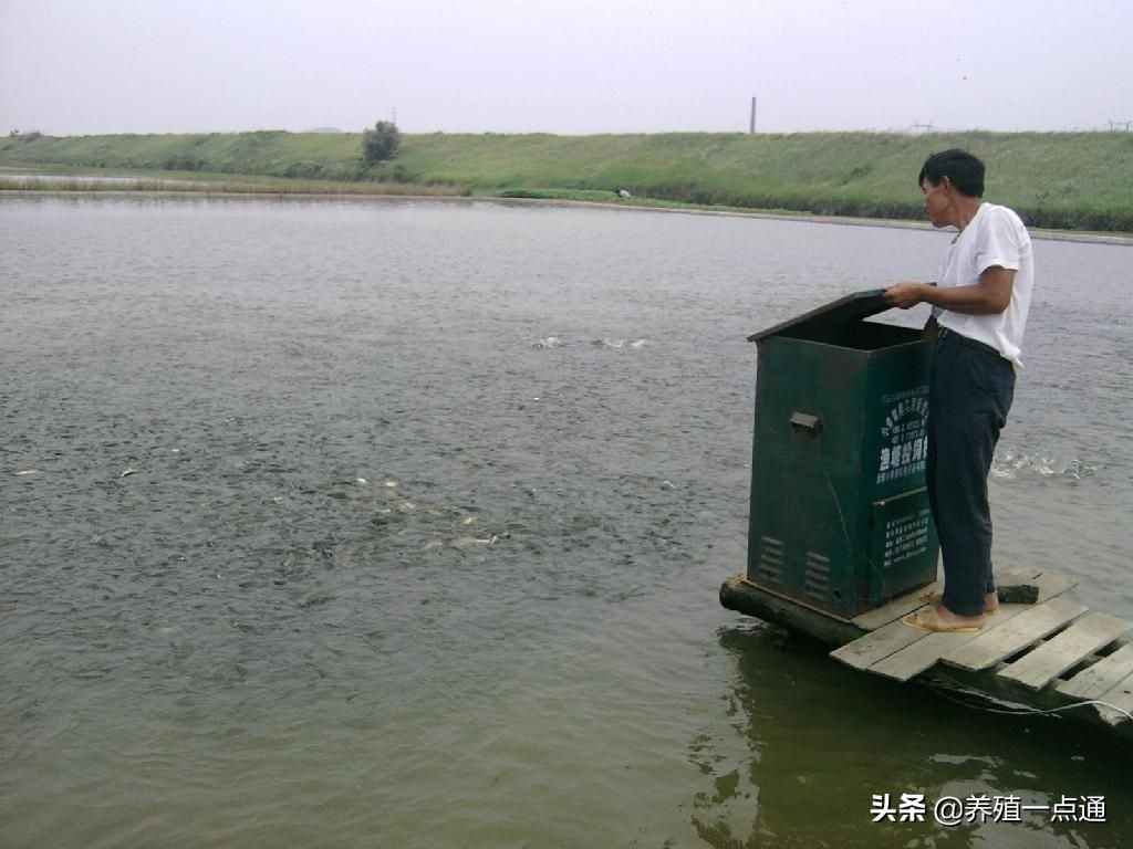 春季草鱼突然死亡怎么回事,春季野外草鱼死亡原因