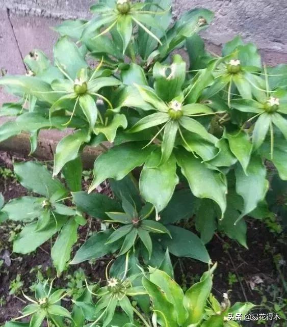 七叶一枝花的药用价值及养殖方法,我国的珍稀植物国家二级保护植物