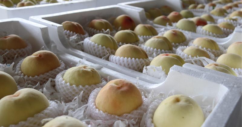 真甜!!@明光人,这里的树莓、水蜜桃上市喽!