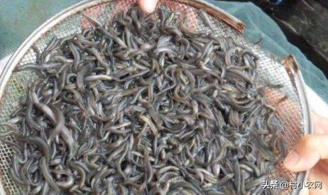 藕田养的泥鳅多少钱一斤,泥鳅养殖技术一亩多少钱