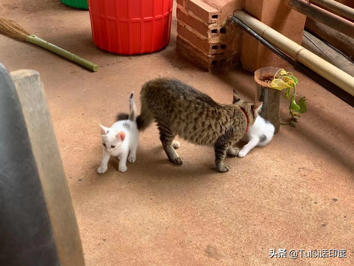 印度猫粮市场 (印度猫粮批发市场)