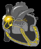 循环系统心律失常病人的护理,循环系统疾病常用药物