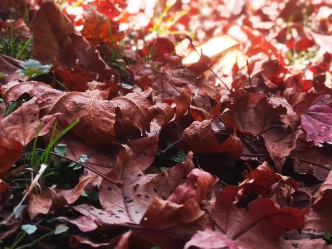 甲友心声患过甲癌的更长寿,甲友心声全文