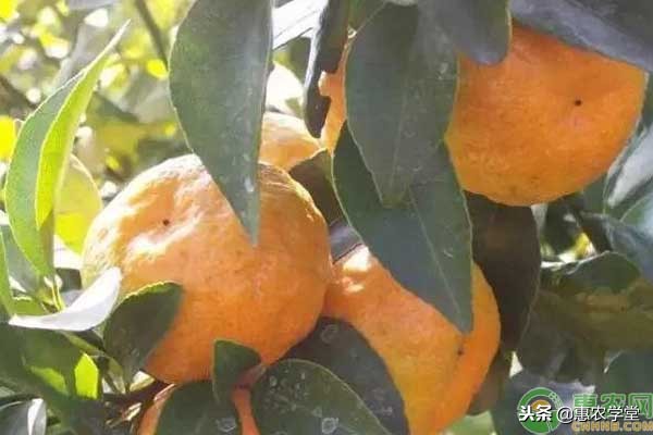 柑橘浮皮的原因和防治方法,柑橘黑皮什么月份防治好