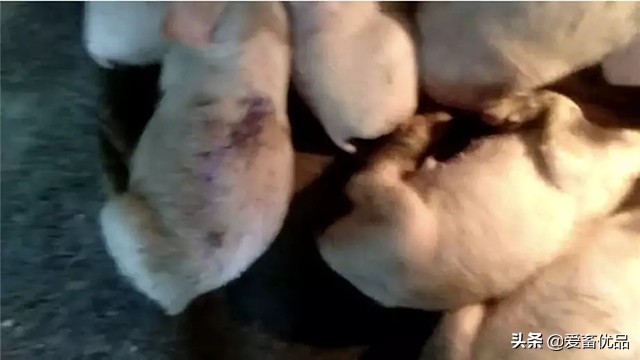 仔猪病毒性腹泻怎么治疗,仔猪传染性腹泻怎么治