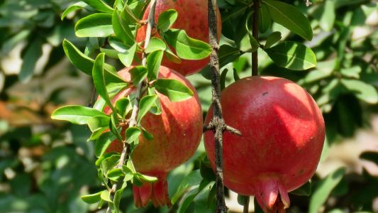 石榴盆景几月份拿弯最合适,石榴盆景要不要一直浇水