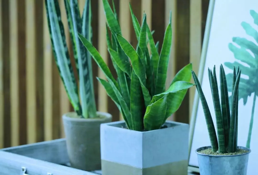 最适合养在卫生间的10种花卉,卫生间下水道恶臭难闻怎么办