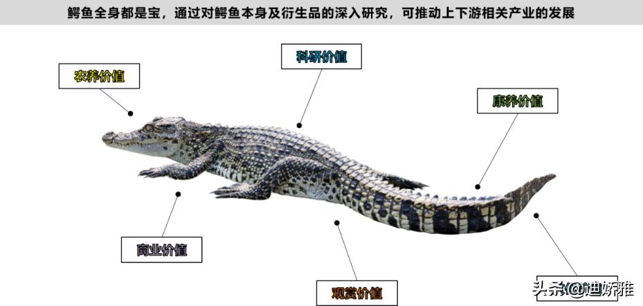 关于鳄鱼的知识和秘密,鳄鱼冷知识科普