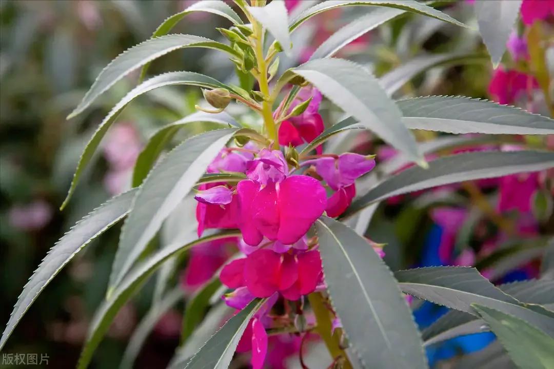 用什么方法养凤仙花长花苞开花,怎样养好凤仙花视频