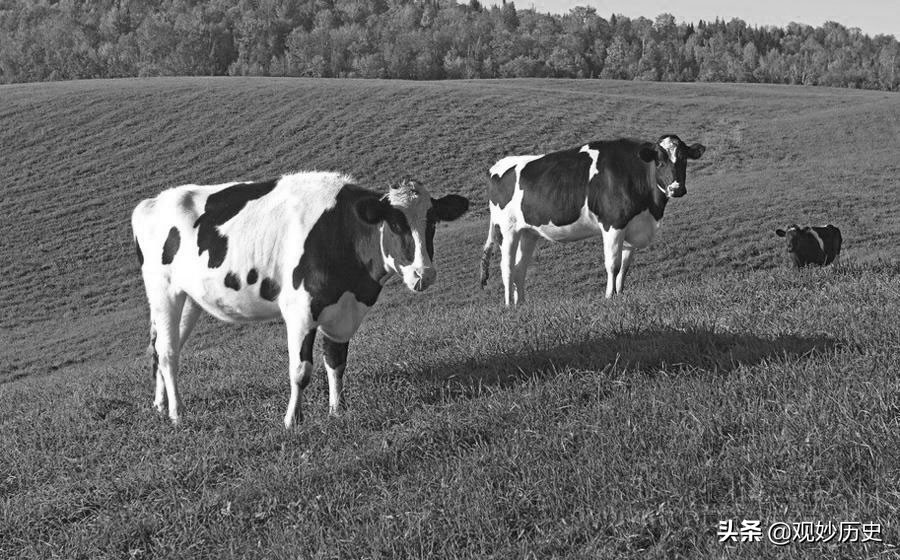 美国经济大萧条奶农事件,美国经济危机为什么要倒掉牛奶