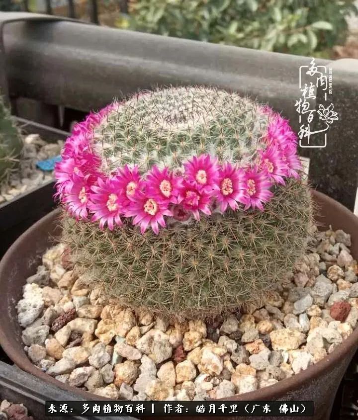 多肉娇气养不活多肉的10个秘密,养多肉是件很治愈的事情