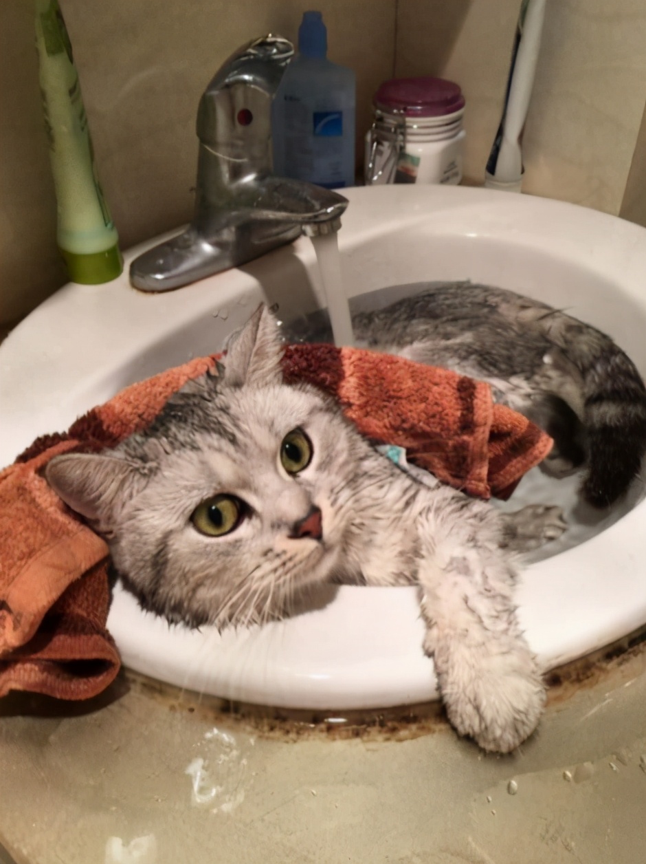 养猫咪需要多久给它洗次澡,养宠攻略给猫洗澡的步骤和流程