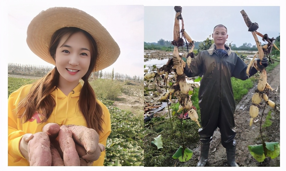 惠农网丰收节收官：交易额环比增长392%，云南水果销量第一