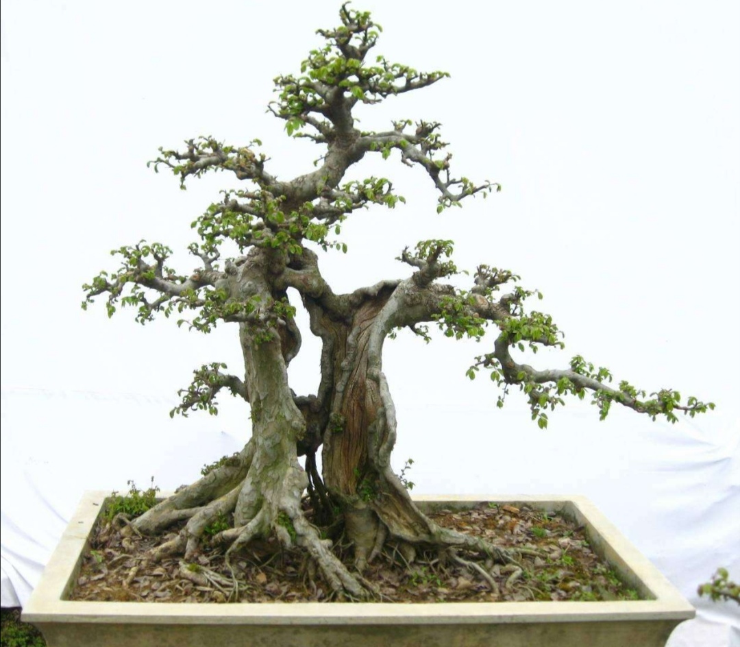 普通榆树怎么修剪成盆景,榆树盆景怎么做一个简单的造型