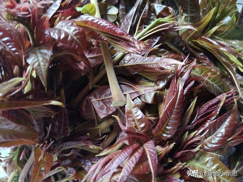 鲜香椿芽的吃法大全,香椿芽尝鲜