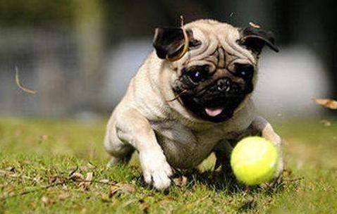 饲养巴哥犬,饲养巴哥利润