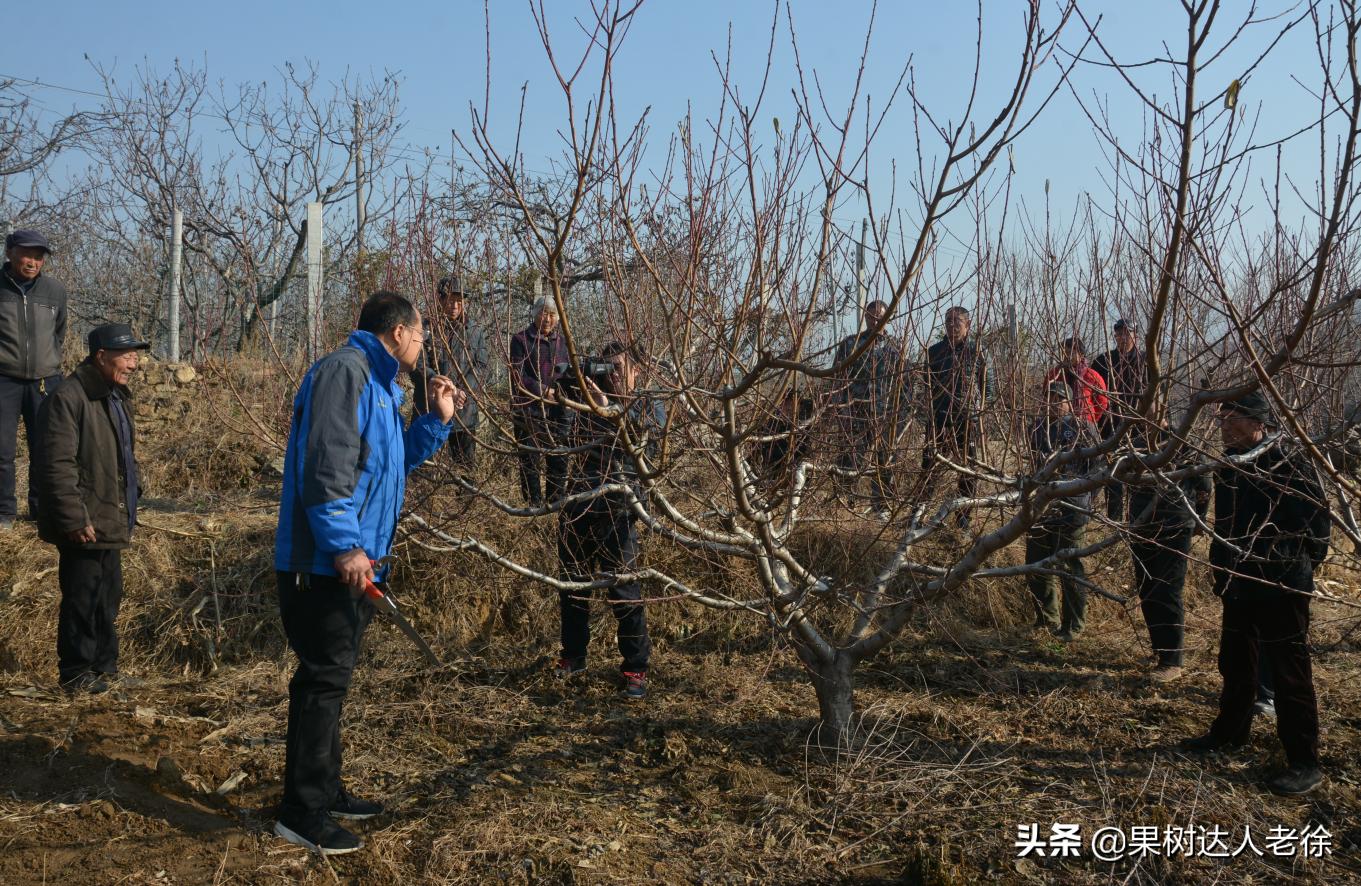 桃树修剪的主要措施有哪些,修剪桃树技术视频教程