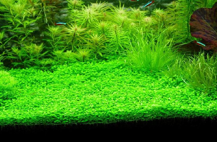 用过的水草泥还可以再用吗,用过的水草泥烘干