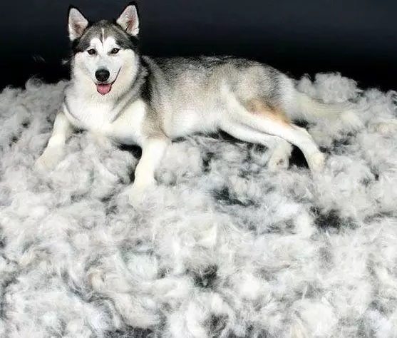 铲屎官铲完猫屎怎么处理,铲屎官必看