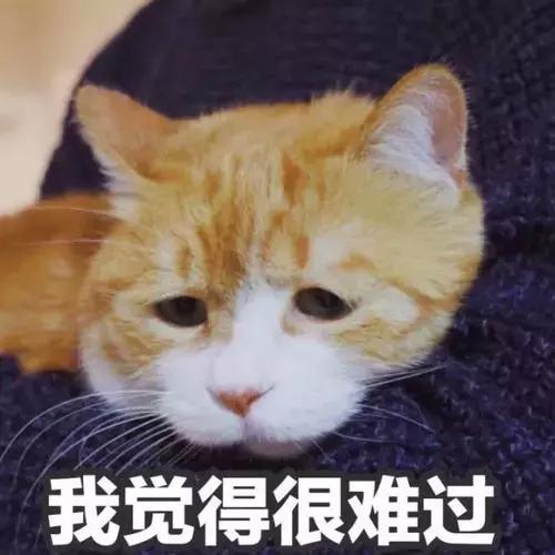 5000以上的自动猫砂盆,给猫买好多碗