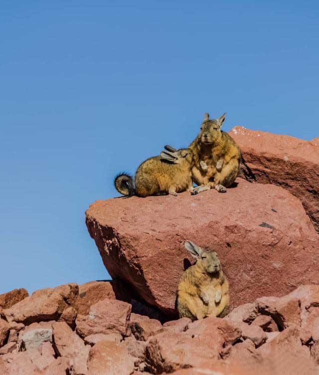 龙猫的亲人视频,龙猫的亲戚