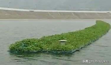 水蕹菜的做法,蕹菜种植注意事项