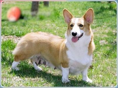 小型犬品种大全及图片柯基犬,不掉毛无体味性格温顺的小型犬