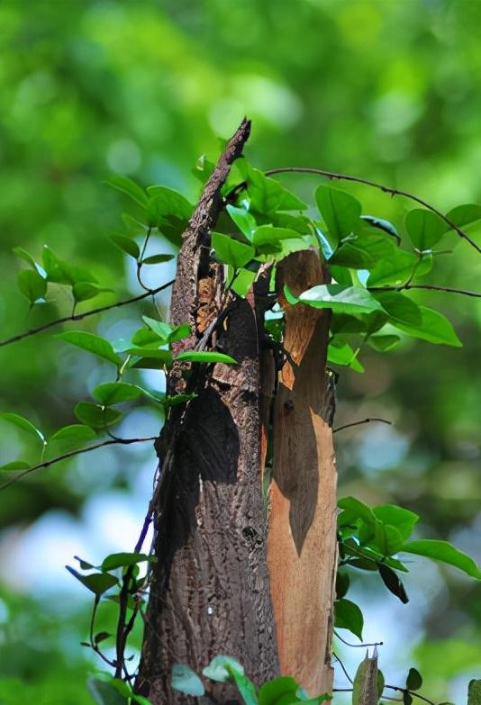 什么木什么什么的成语,第一个字是木的成语