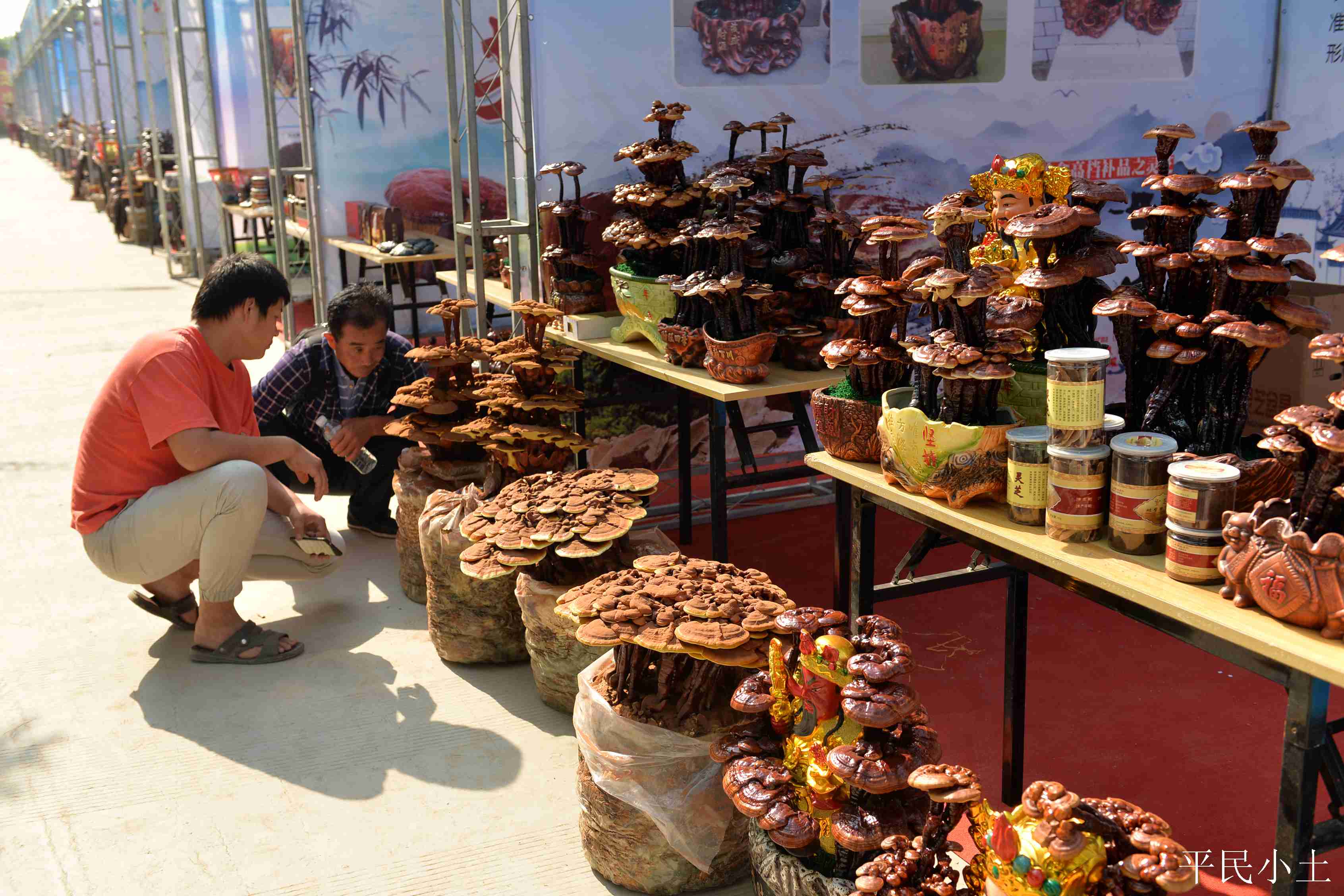 山东聊城灵芝盆景 (山东聊城盆景灵芝)