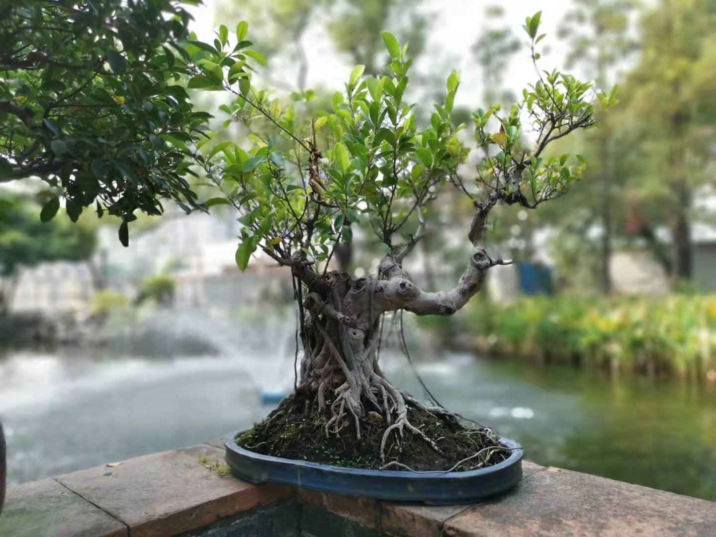 中国传统文化与院子,中国传统文化天井