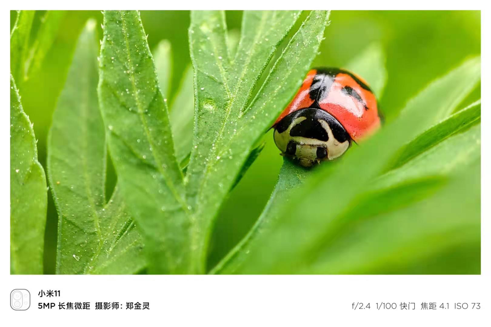 小米11最便宜的屏幕价格,小米发布会小屏旗舰