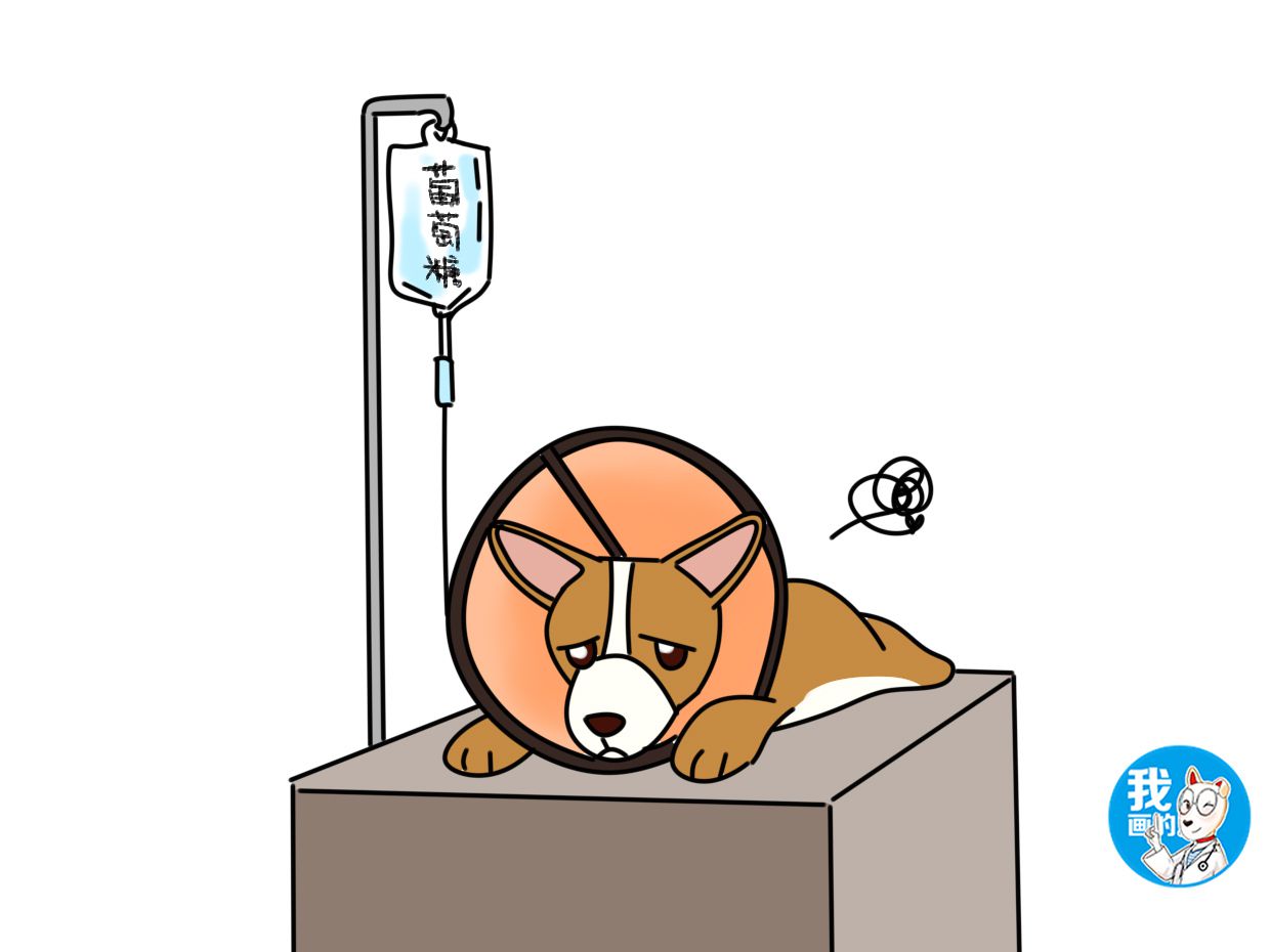 狗狗急性胃炎呕吐用什么药,狗狗胃里有异物呕吐怎么办