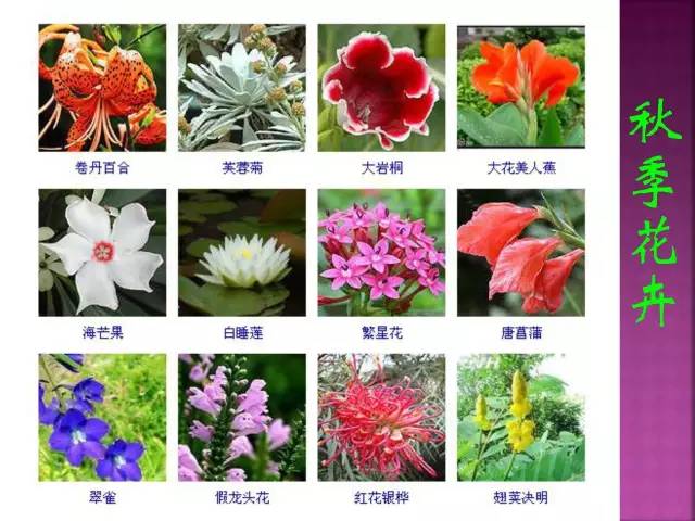 花卉大全500种观叶植物名称,1332种常见花卉植物图谱