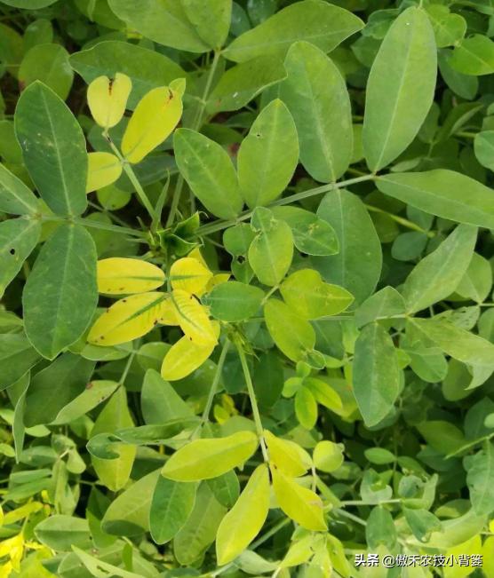 花卉绿植黄叶枯叶如何处理,花卉绿植黄叶原因是什么