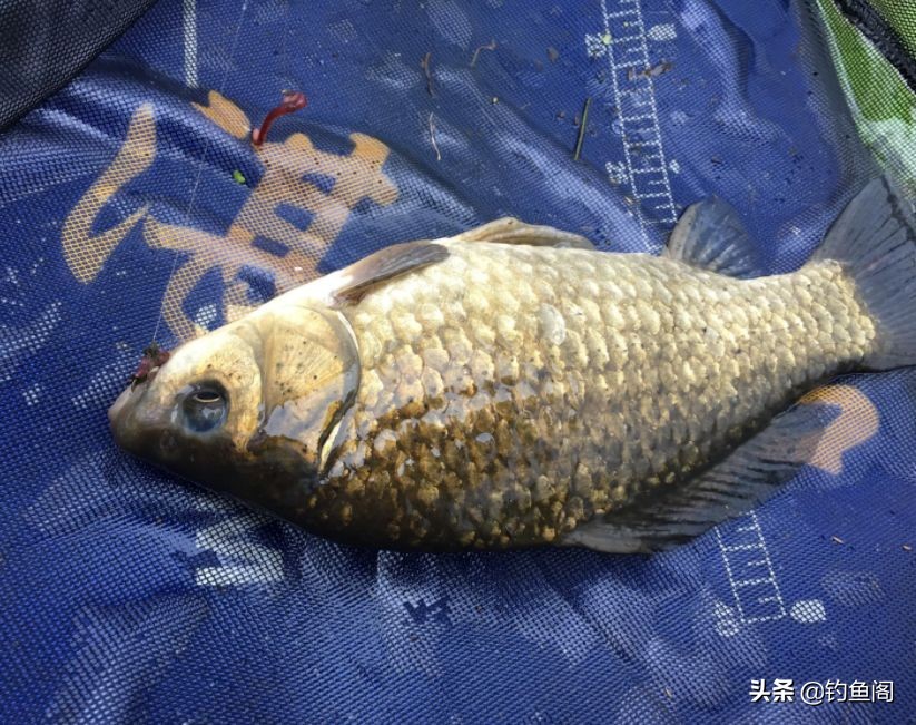 什么饵料雾化状态好,钓大鱼饵料雾化好还是不雾化好