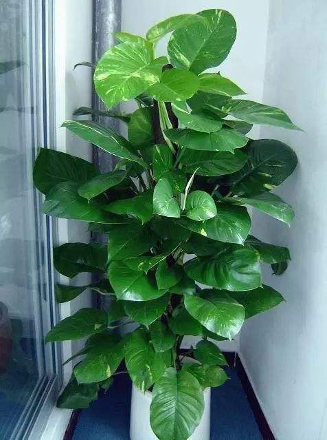 大叶绿萝和小叶是一样吗,绿萝为什么有大叶和小叶