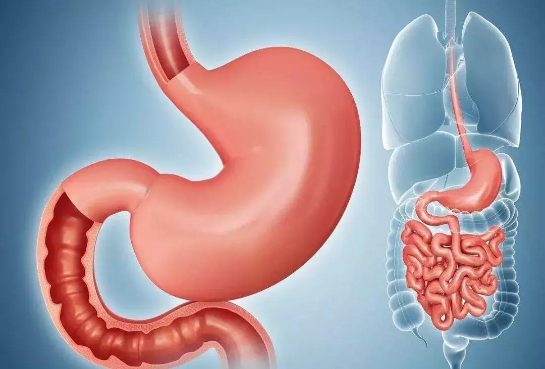 肠息肉胆囊息肉怎么治,肠息肉胆息肉胃息肉吃什么胶囊